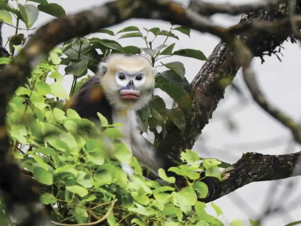 Trekking routes for spotting snub-nosed monkeys