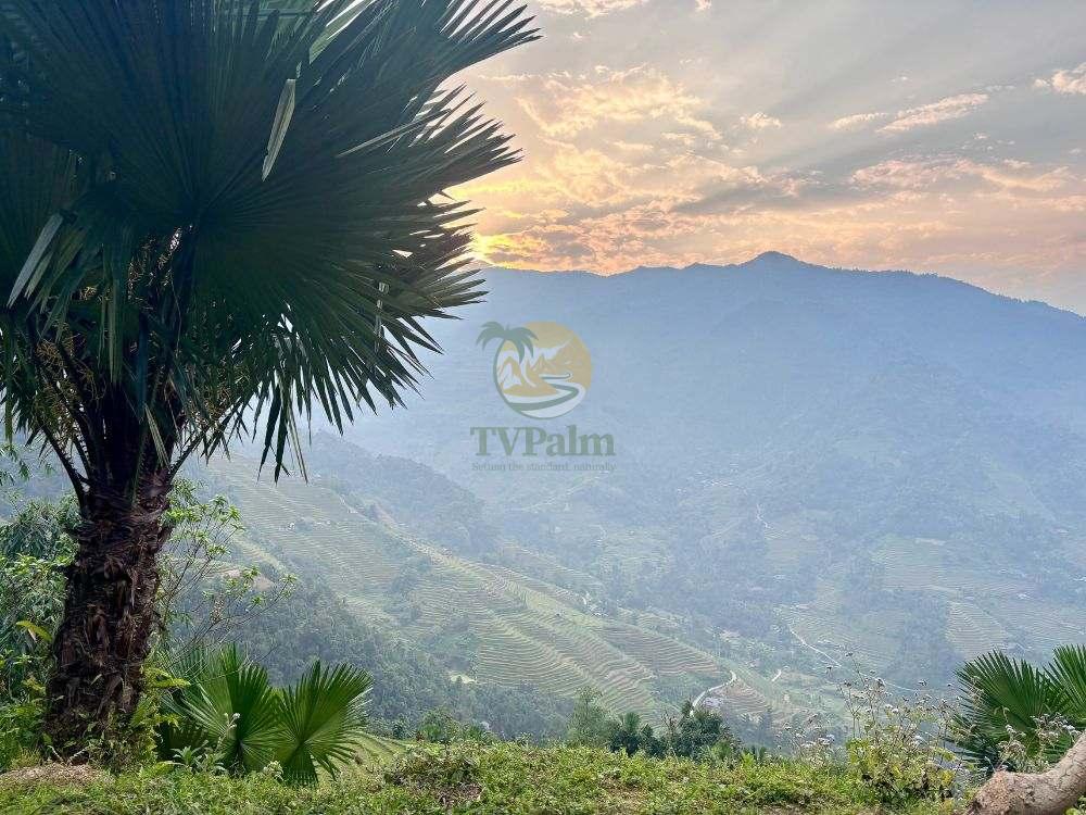 Tropical palm tree with mountain backdrop, 2 Days 1 Night Khuoi My - Xa Phin trekking