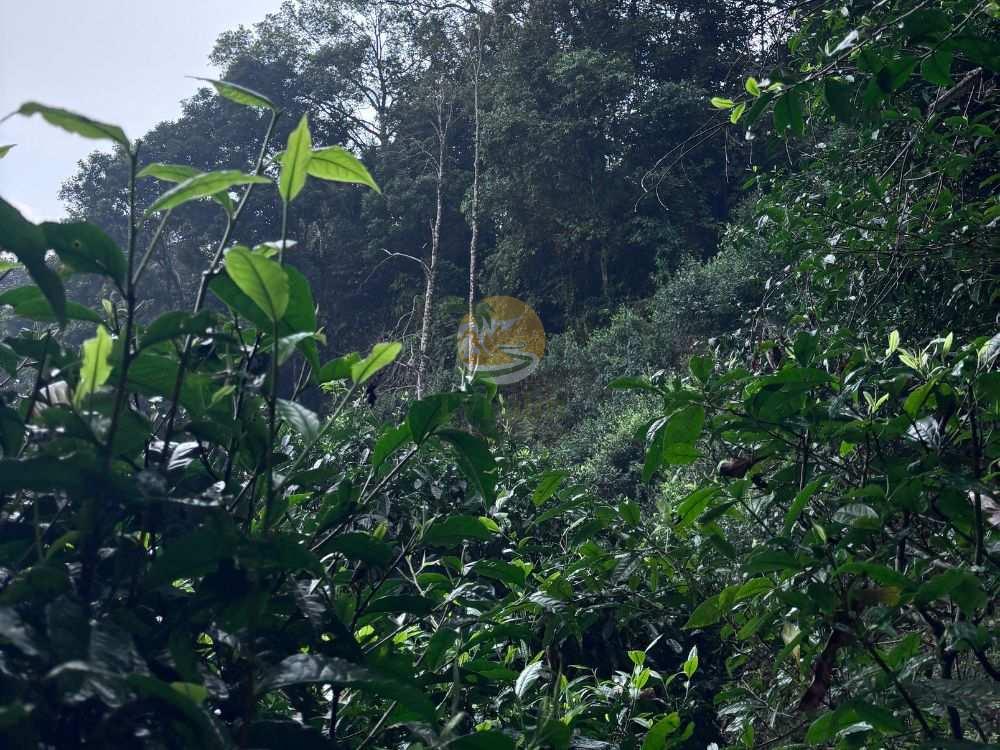 View of lush green ancient snow shan tea trees on a mountain