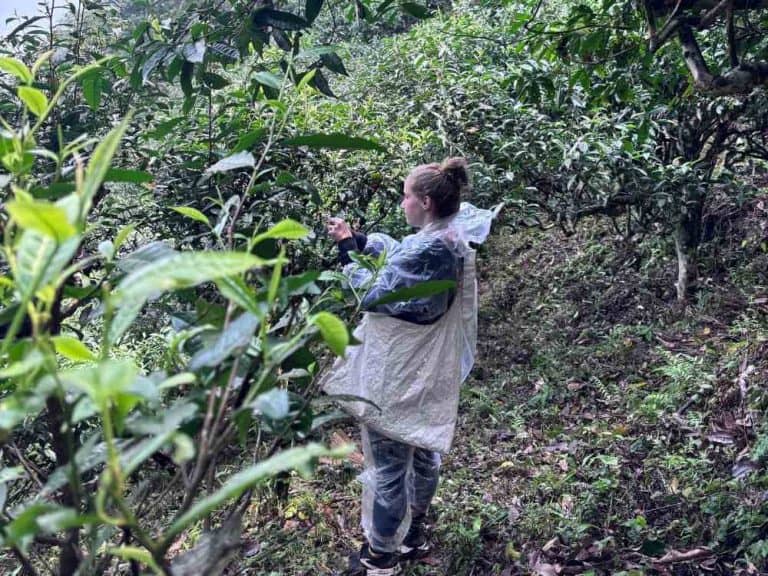 Visitor learning how to pick leaves in 1 day ancient snow shan tea tour