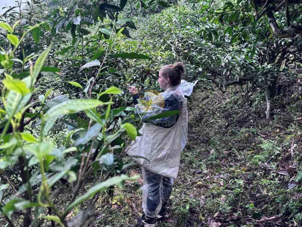 Visitor learning how to pick leaves in 1 day ancient snow shan tea tour