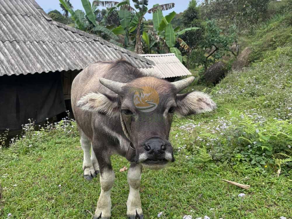 Water buffalo in the mountains, 2 Days 1 Night Khuoi My - Xa Phin local life