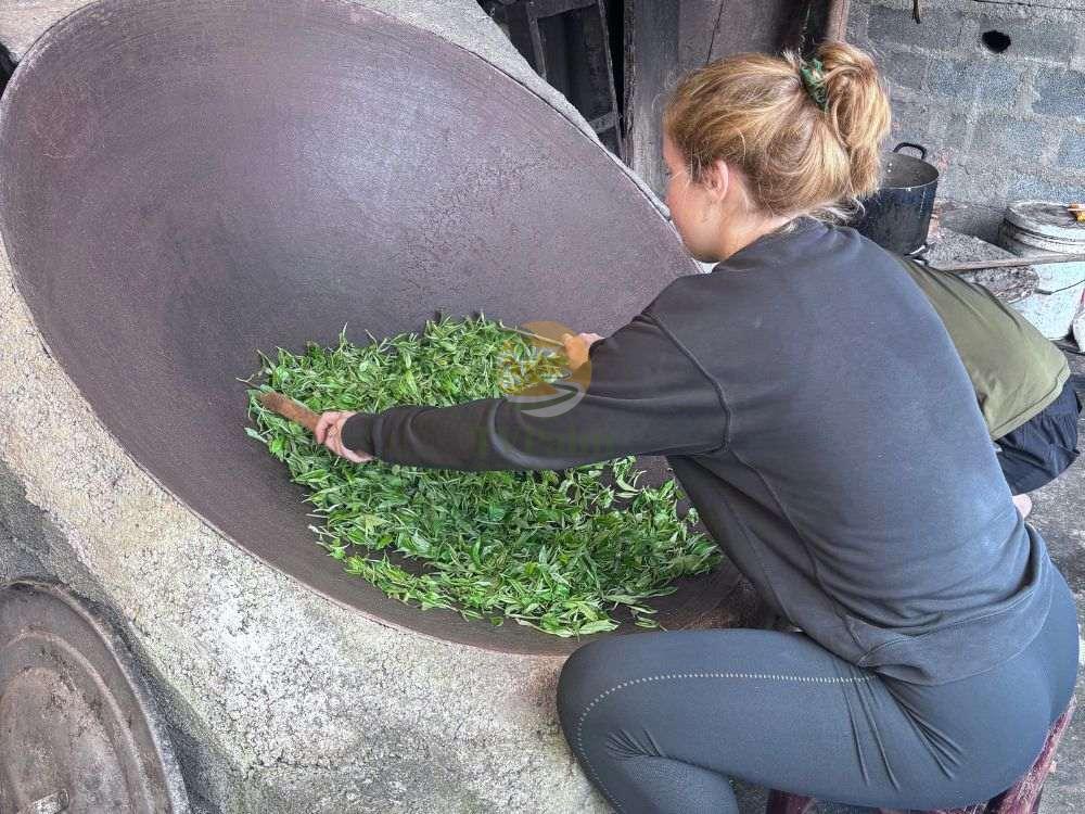 Woman carefully processing fresh ancient snow shan tea leaves