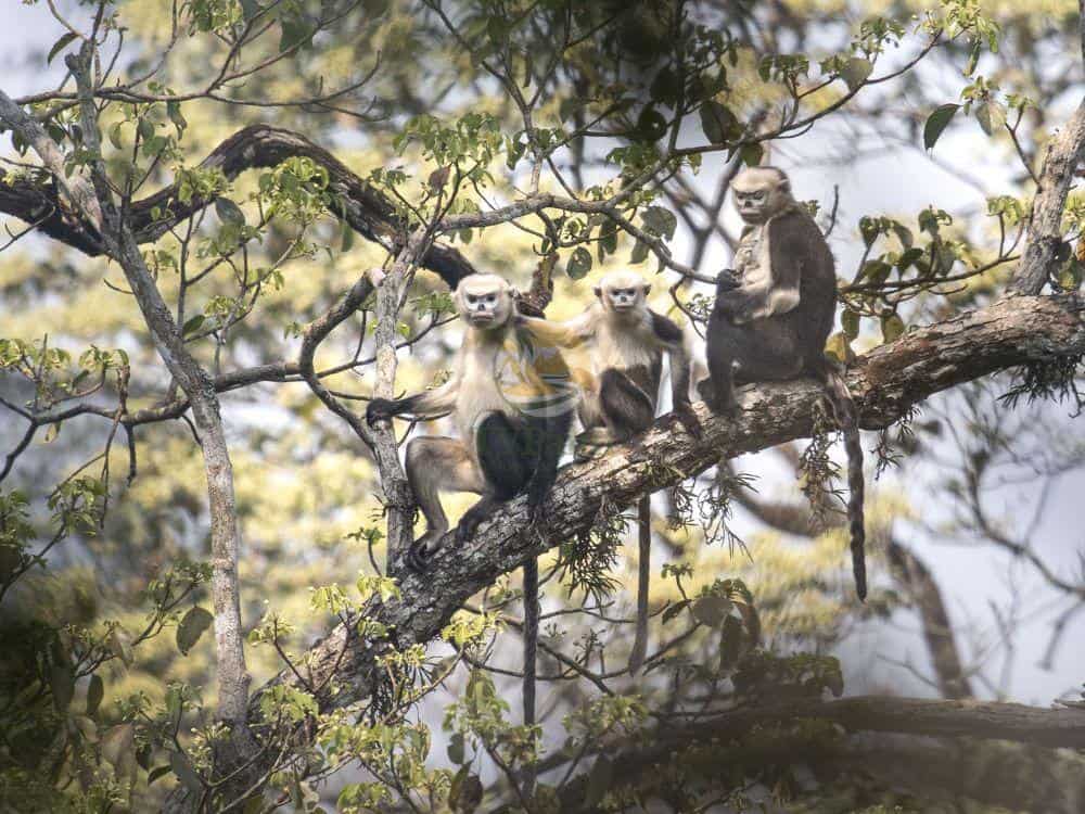 best places to see Tonkin snub-nosed monkeys