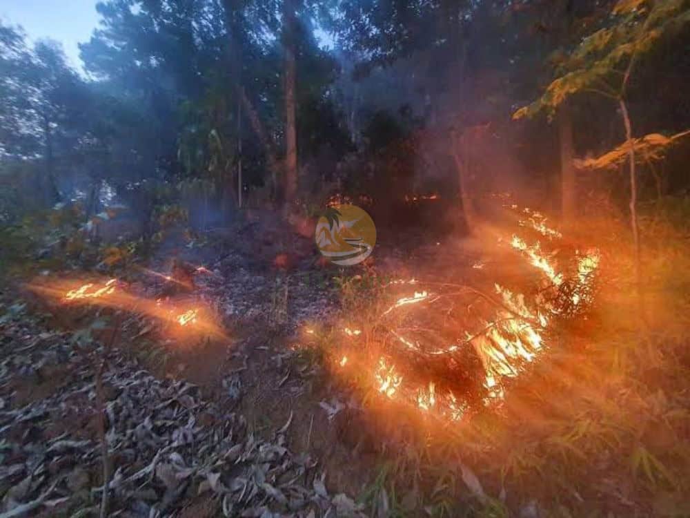 forest fires