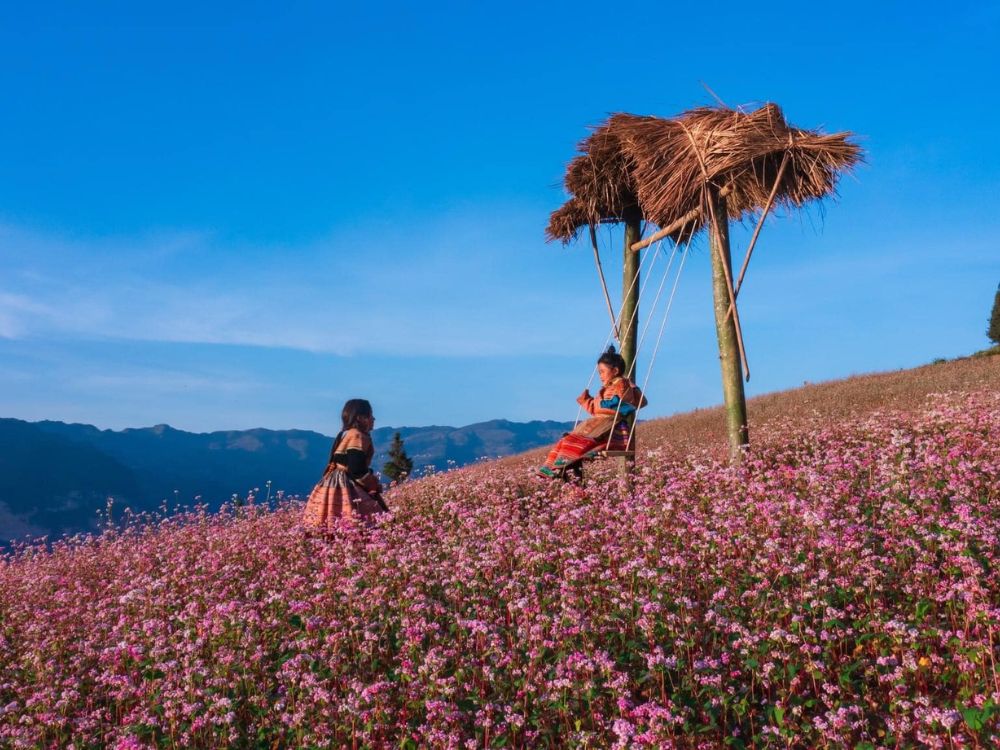 ha giang loop route - The buckwheat flower season