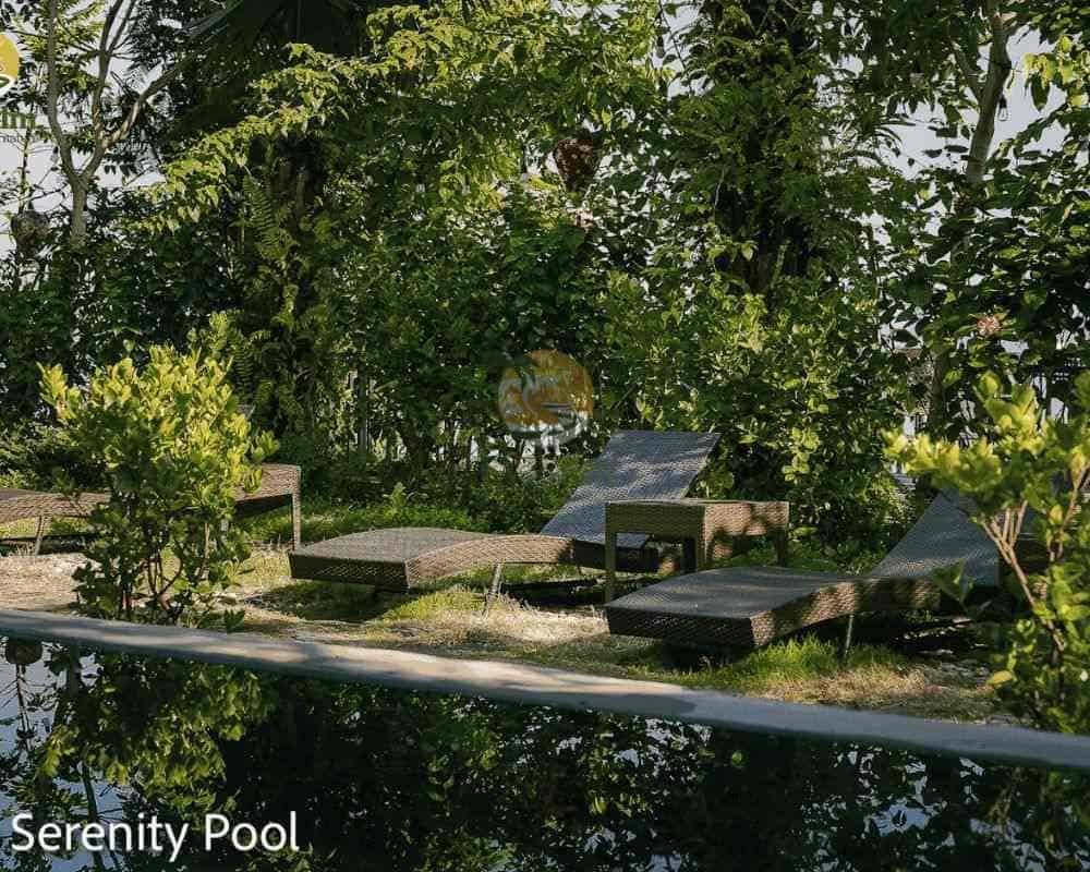 private palm swimming pool garden