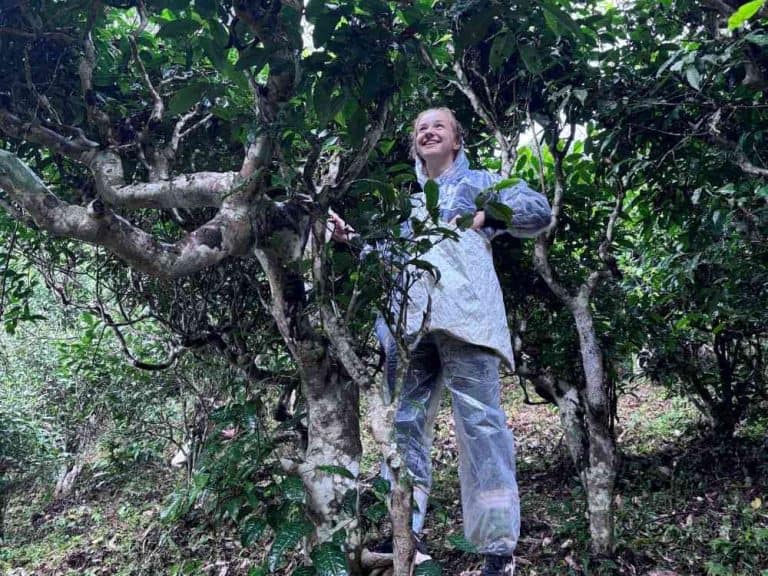 traveler standing in an ancient snow shan tea garden