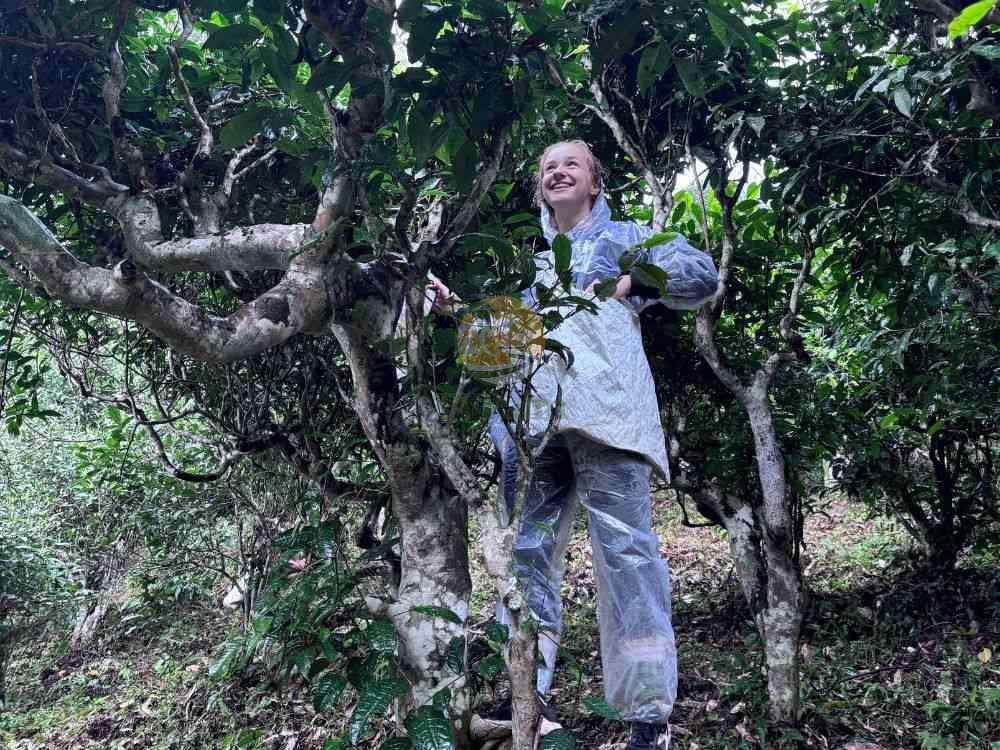 traveler standing in an ancient snow shan tea garden