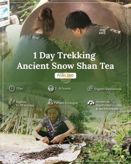 1 Day Ancient Snow Shan Tea Trekking