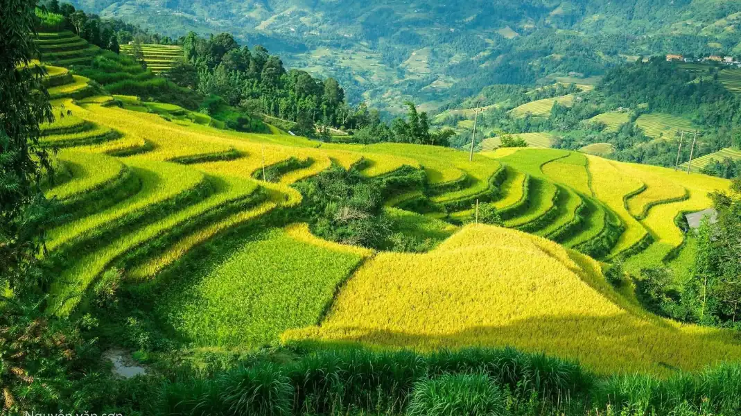 13 Best Photo Spots on Tay Con Linh Summit: 2026 Visual Guide 9 4. Khuoi My golden terraced rice fields