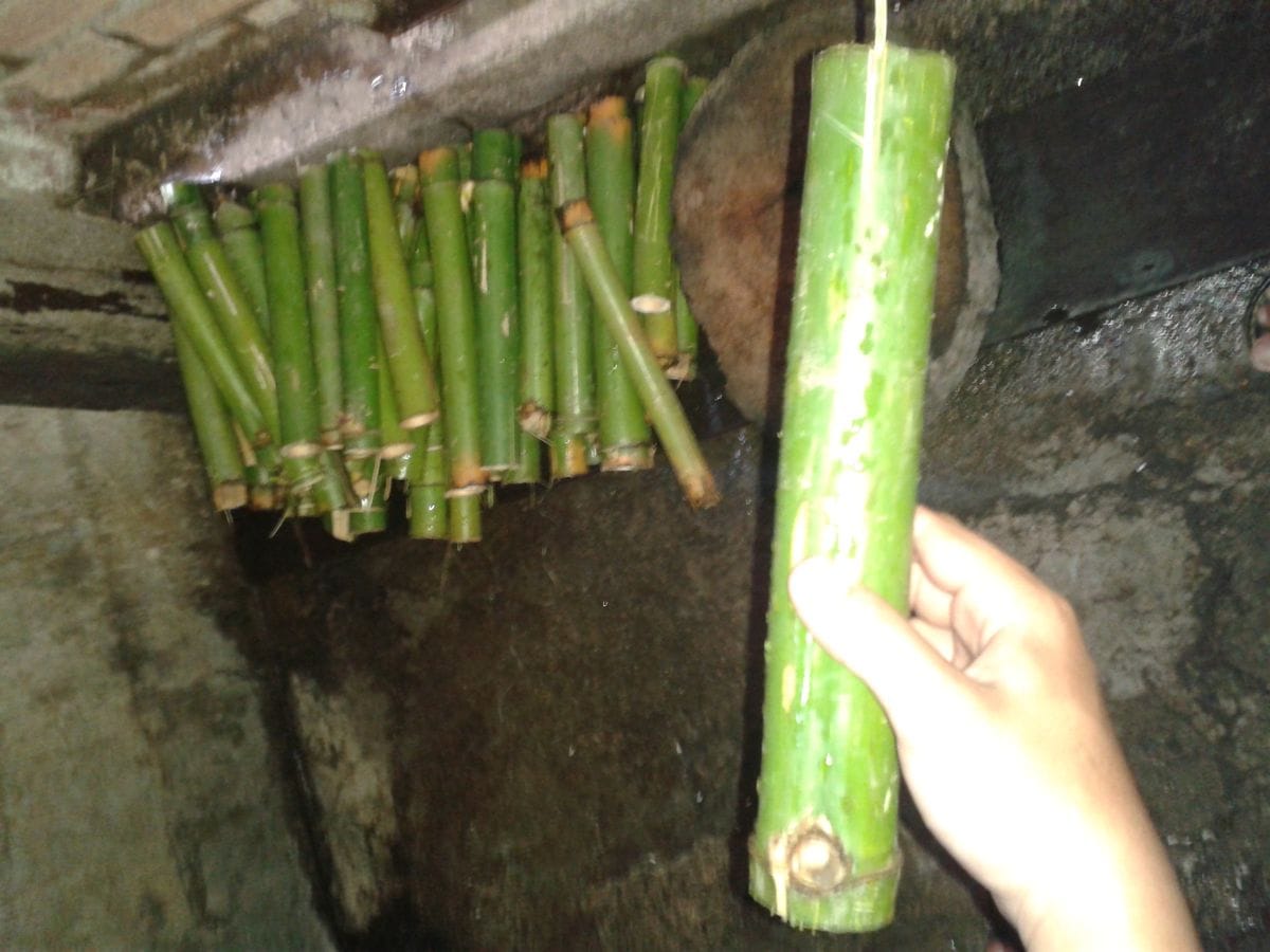 Charcoal roasted bamboo sticky rice Com Lam sealed in green bamboo tubes