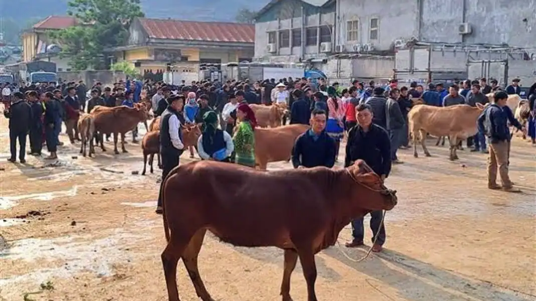 Livestock market in Meo Vac