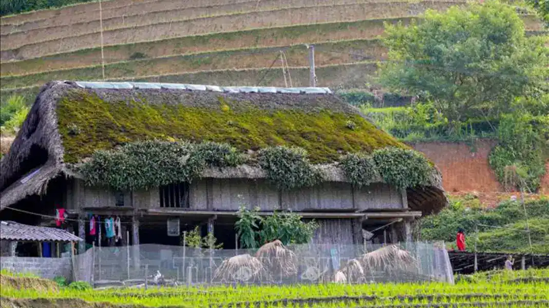 Moss roofed houses in Xa Phin village