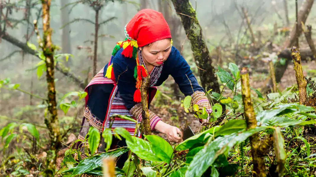 Dao people harvesting medicinal herbs