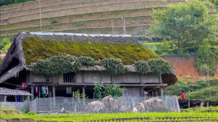 Moss-covered palm-leaf roof of a Dao Ao Dai house in Xa Phin village, Ha Giang