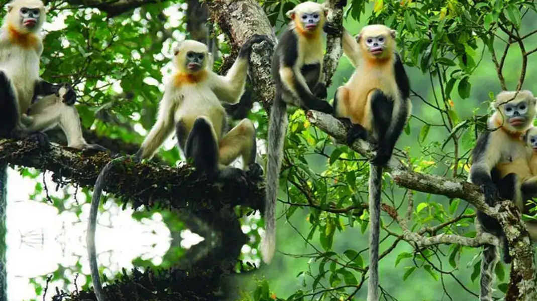 Où voir le rhinopithèque du Tonkin à Ha Giang : le guide honnête 6 Rhinopithèque de Khau Ca