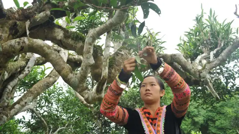 Dao woman picking leaves from an ancient Shan Tuyet snow tea tree, Tay Con Linh, Ha Giang