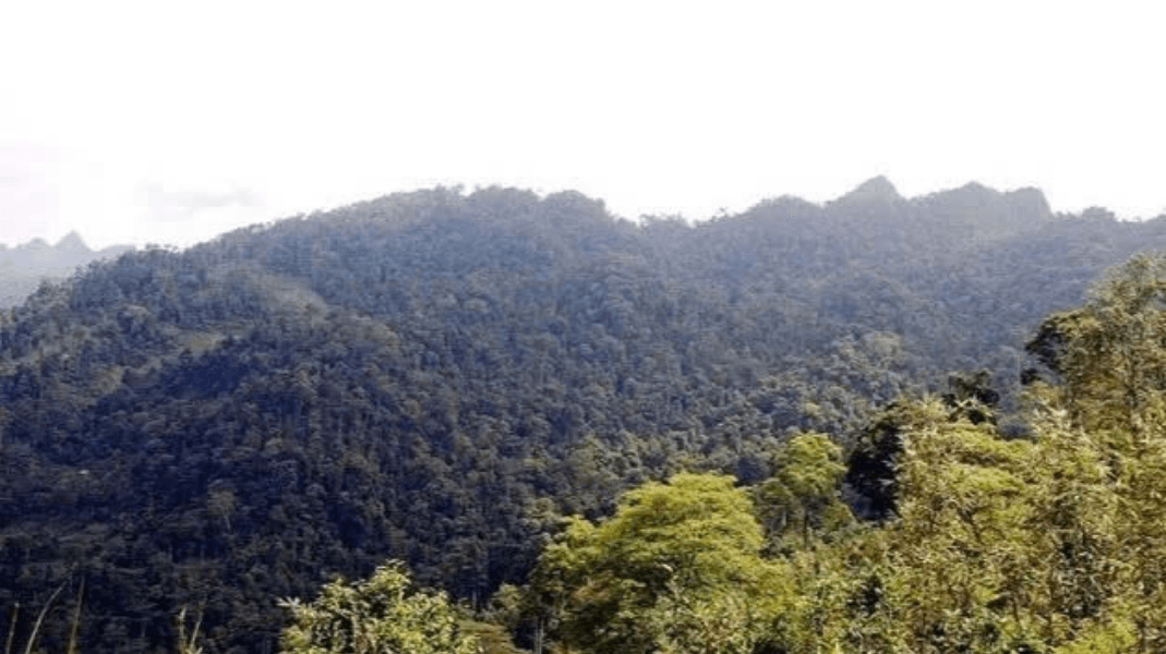 Où voir le rhinopithèque du Tonkin à Ha Giang : le guide honnête 4 Réserve naturelle de Khau Ca