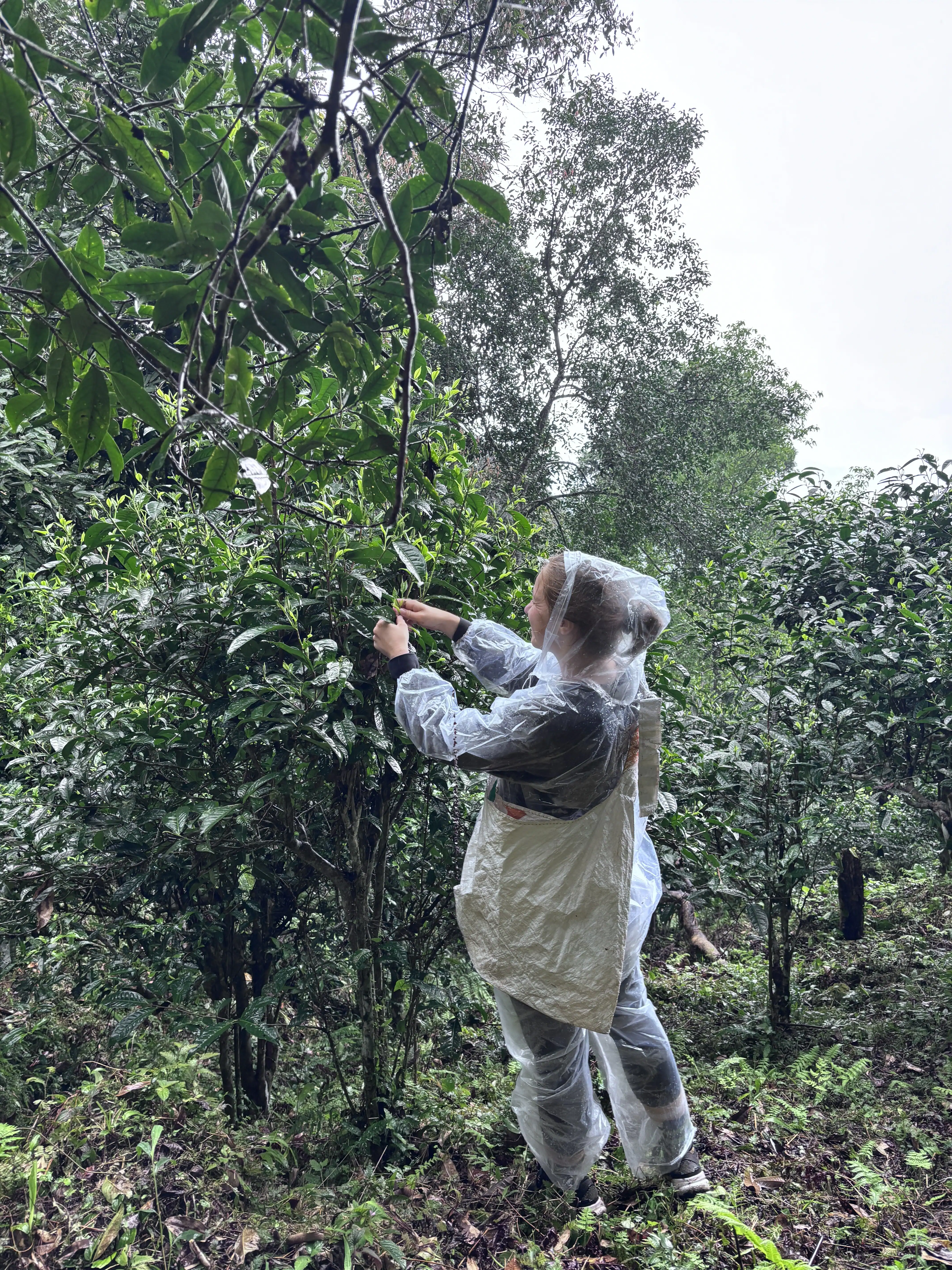 Tourists learn how to pick tea leaves in Na Thac village