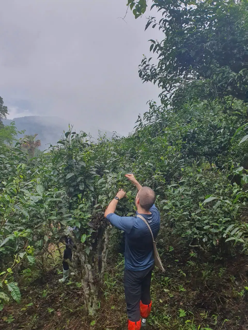 Tourists tasting Shan Tuyet tea