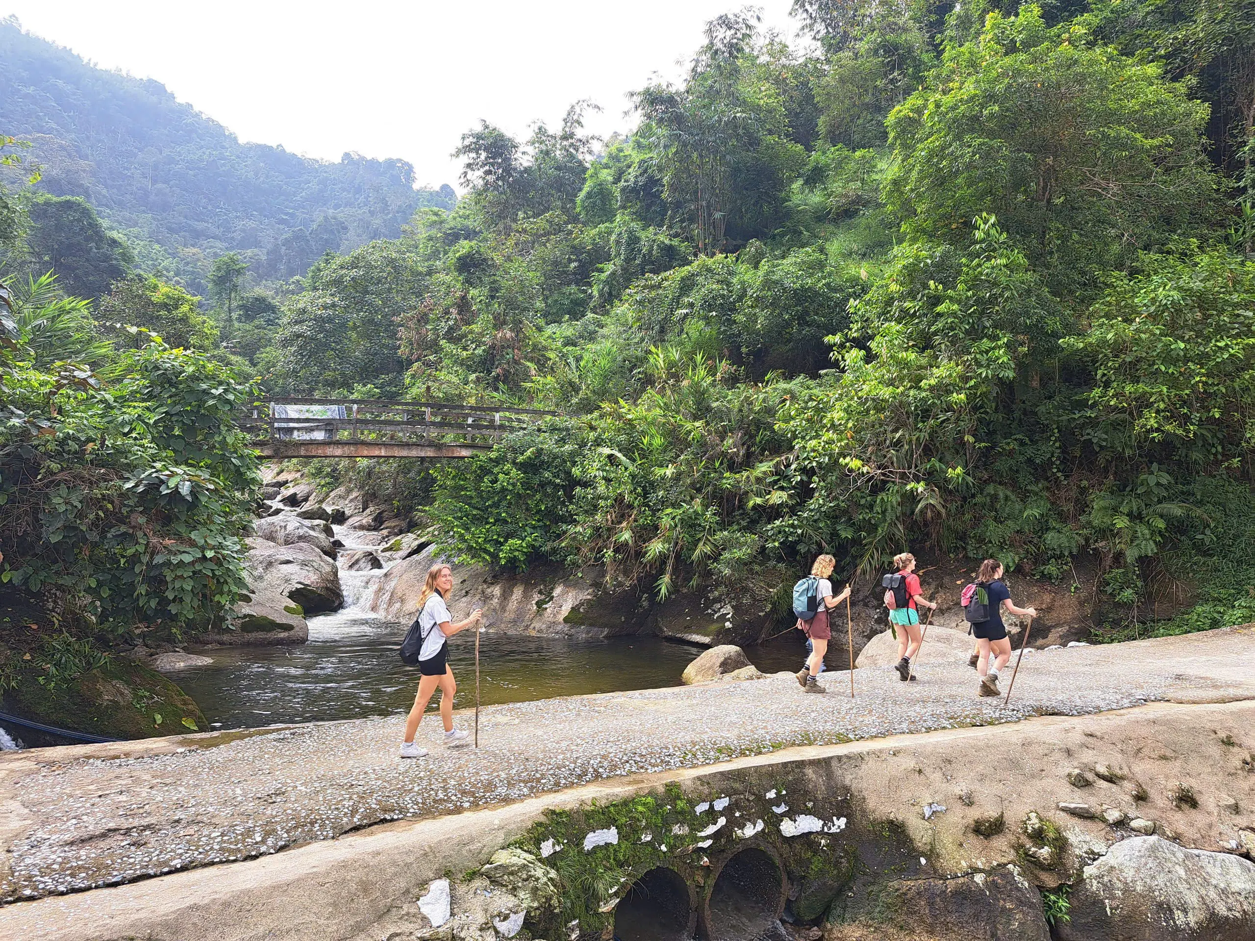 Tourists trekking throug a green forest