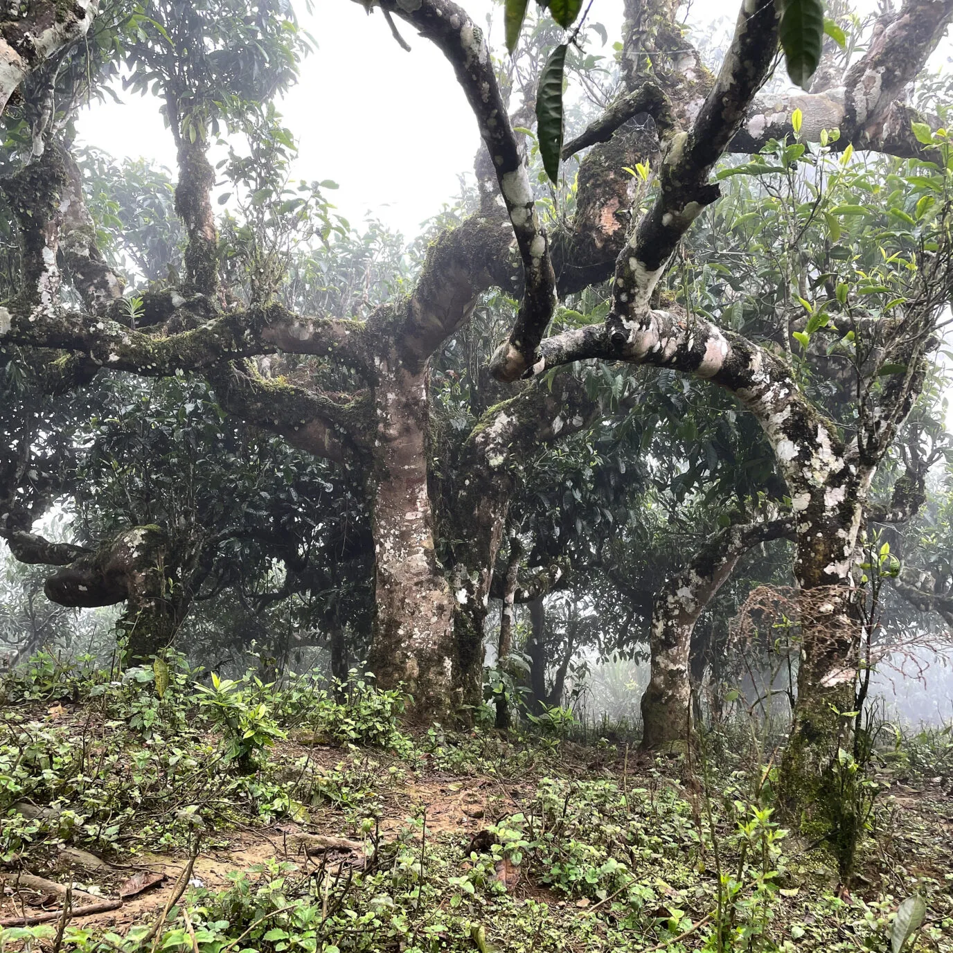 Ancient Shan Tuyet Tea Trees