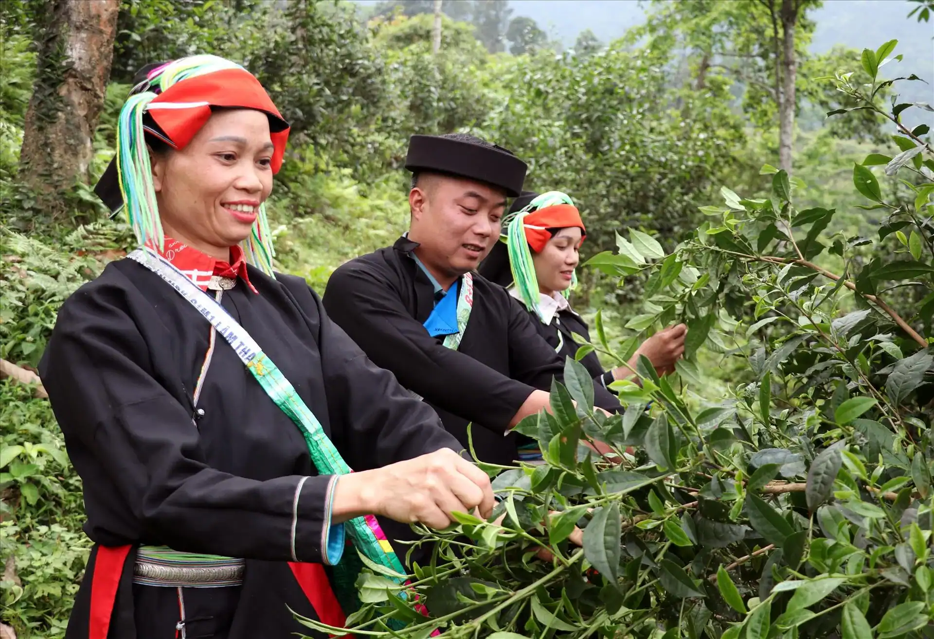 Freshly hand-picked Shan Tuyet tea leaves coated in silvery white downy trichomes in Tay Con Linh Ha Giang