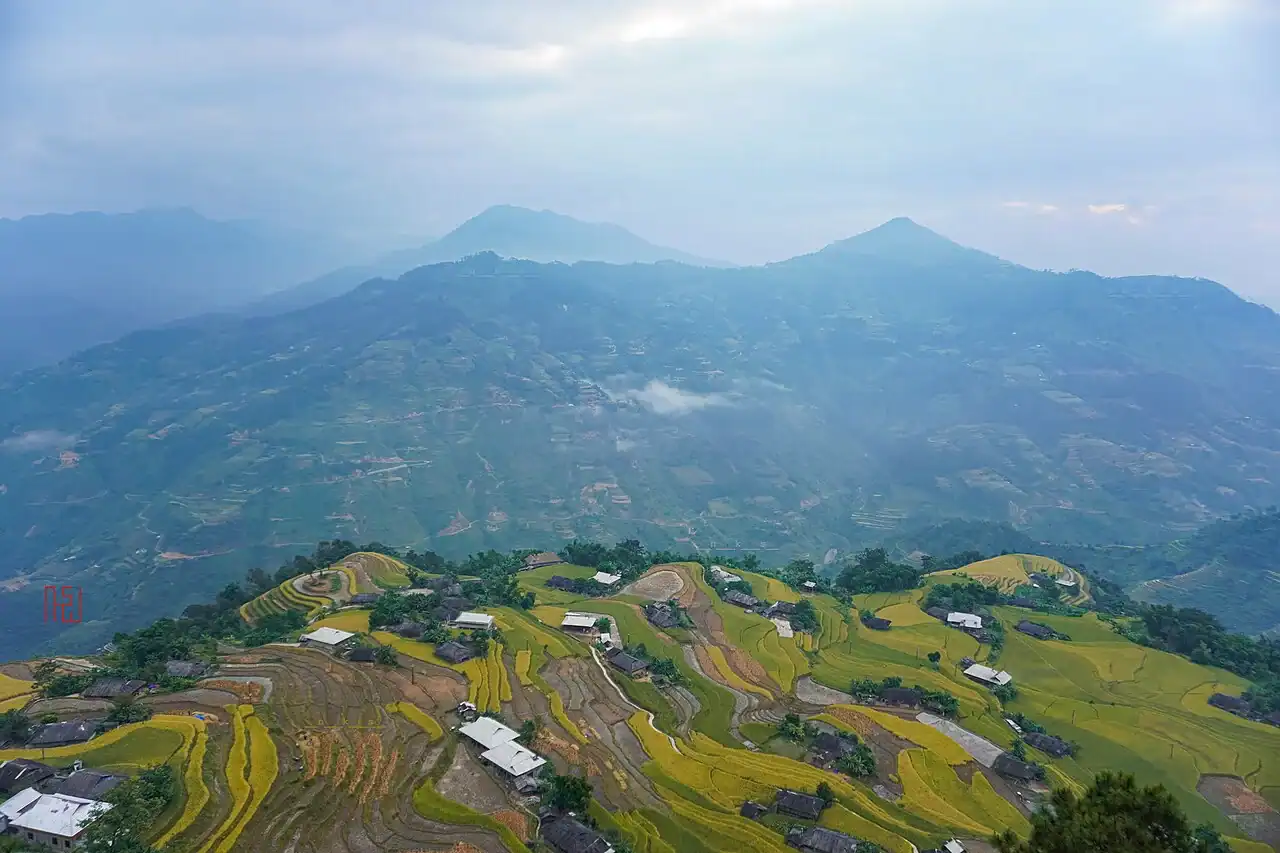 Rizières en terrasses dorées et mûres à Ban Phung, Hoang Su Phi, à Ha Giang, par un temps vif d’automne en octobre