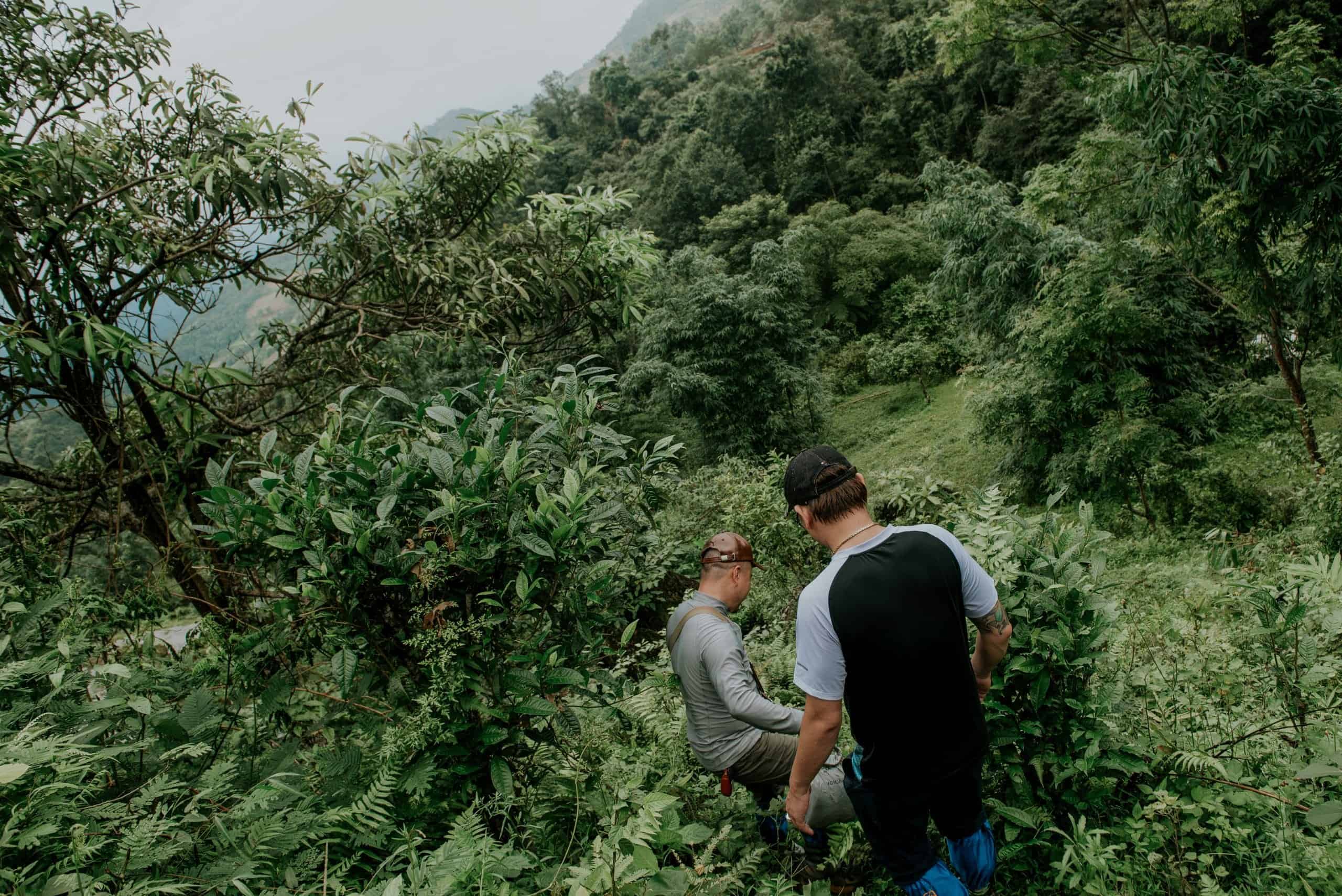 Two Dao growers among ancient Shan Tuyet tea trees on the slopes above Na Thac