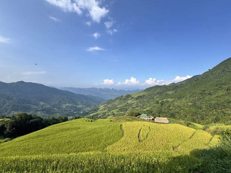 Golden terraced rice fields and thatched Dao houses on the eastern slope of Tay Con Linh, Ha Giang