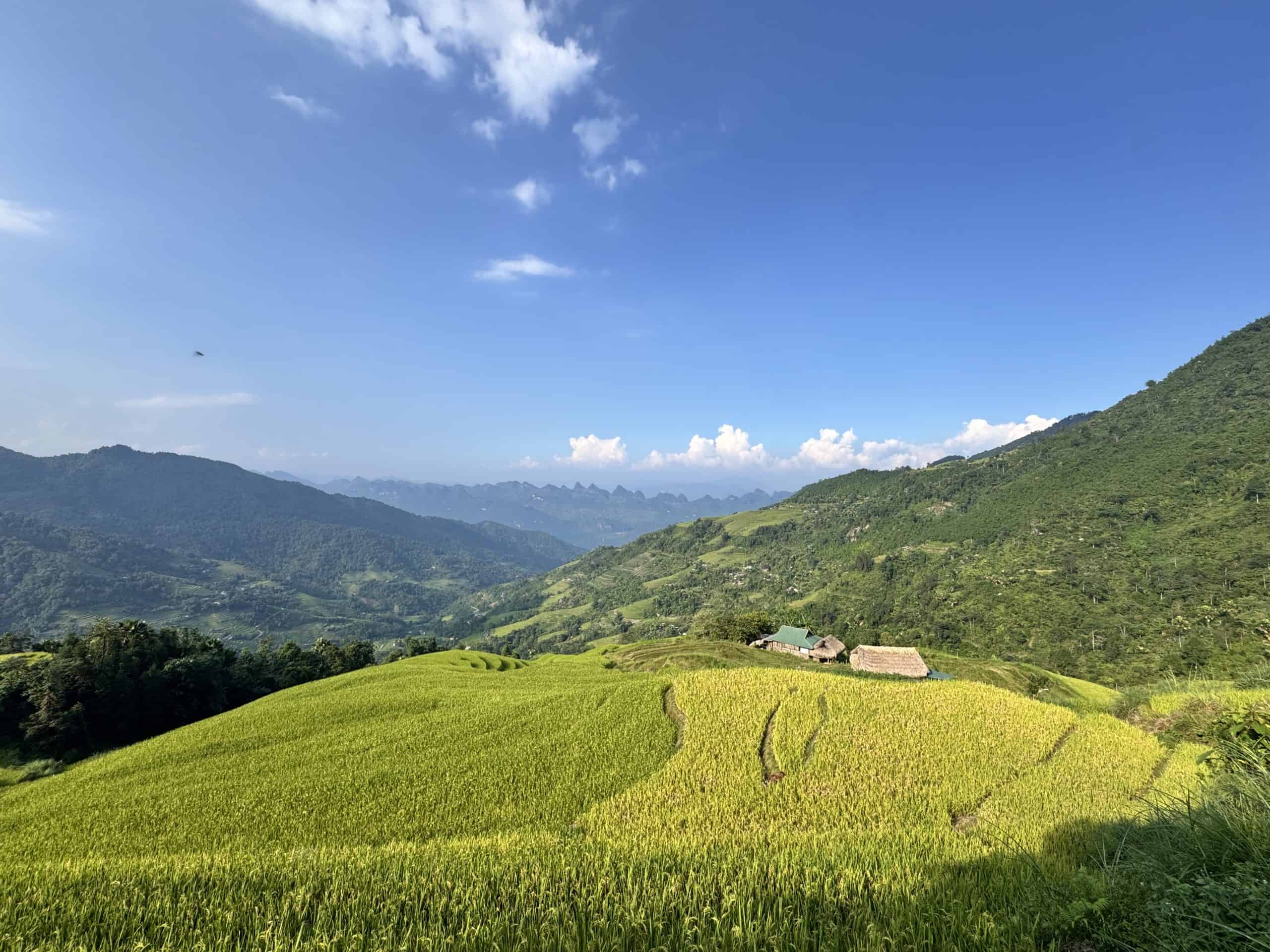 Golden terraced rice fields and thatched Dao houses on the eastern slope of Tay Con Linh, Ha Giang