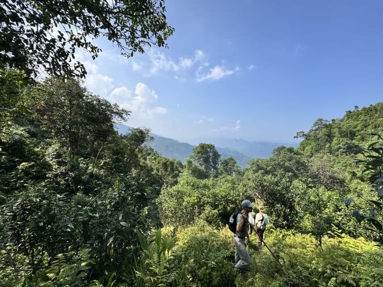 Two trekkers walking through the ancient Snow Shan tea forest above Na Thac, Tay Con Linh, Ha Giang