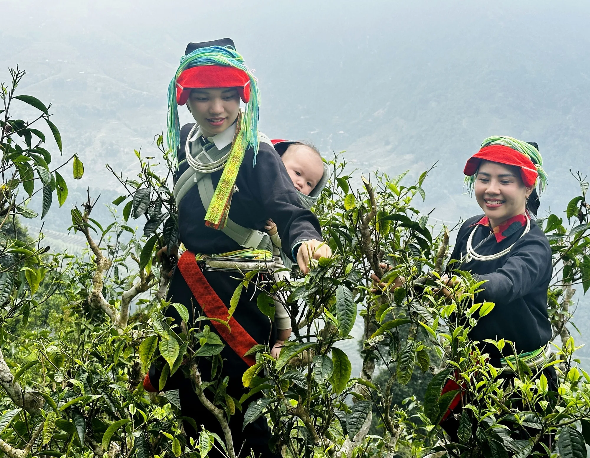 Indigenous Red Dao women in traditional attire climbing ancient tea tree branches to hand-pluck fresh Shan Tuyet buds in Ha Giang