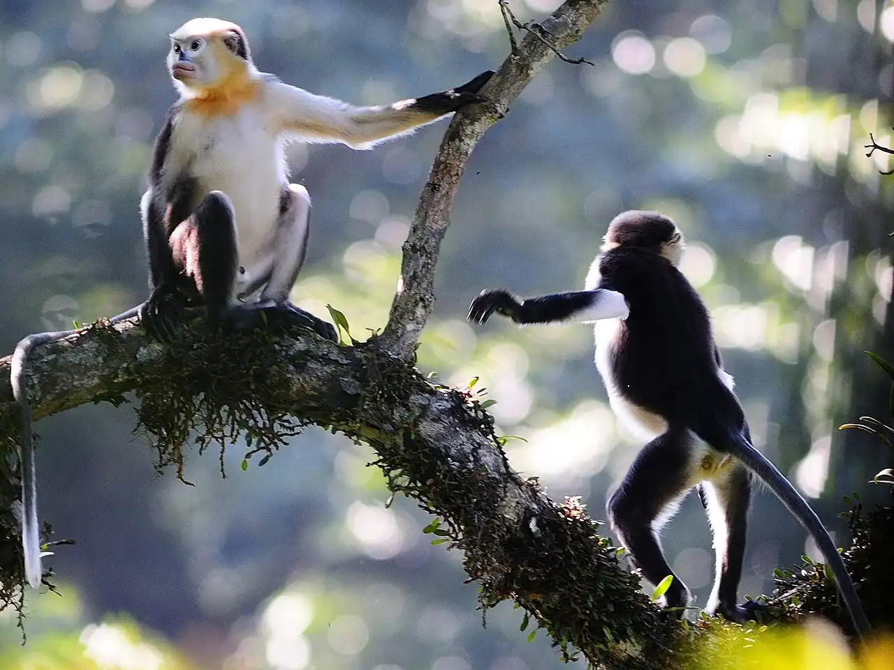 Pourquoi le rhinopithèque du Tonkin est-il menacé ? Ce que nous avons vu à Ha Giang 5 Rhinopithèque du Tonkin au repos sur des branches de montagne, montrant les traits de son visage et son habitat forestier menacé