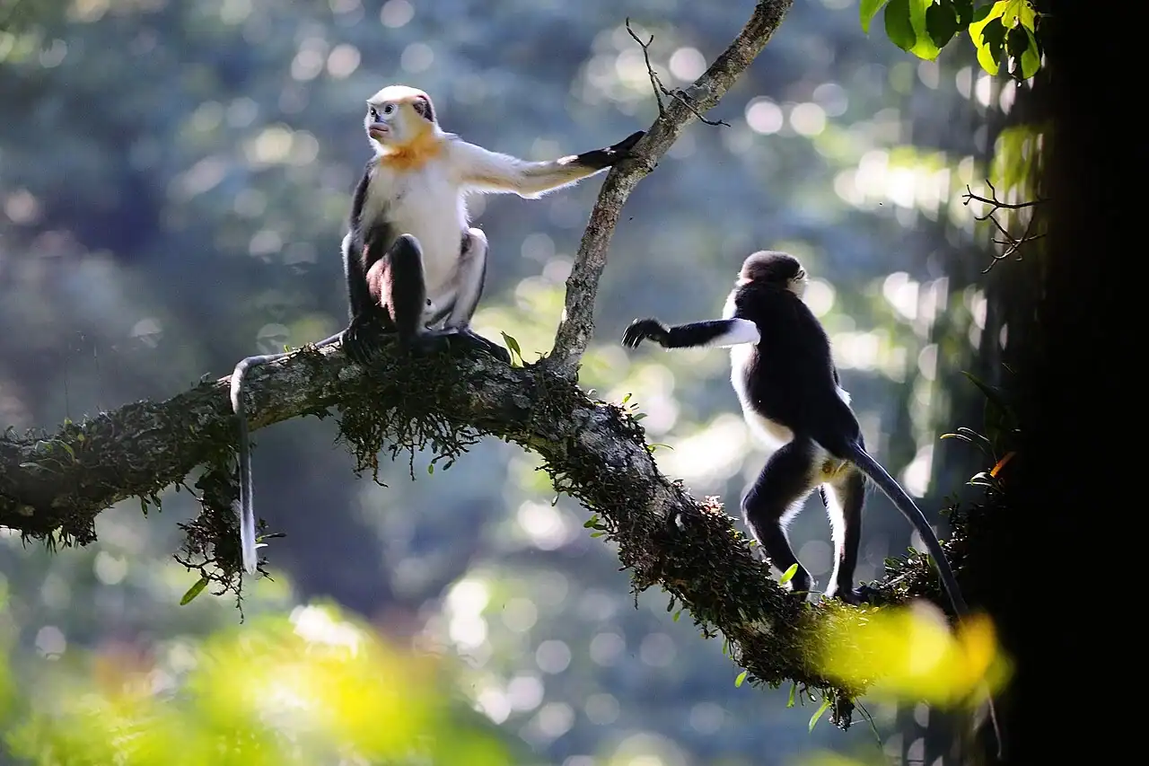 Critically endangered Tonkin snub-nosed monkey Rhinopithecus avunculus photographed wild in the canopy of Ha Giang