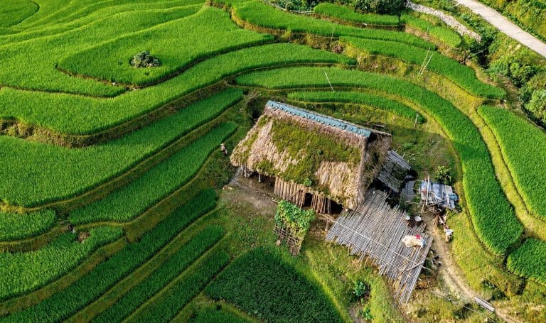 Aerial view of green rice terraces around a Dao house