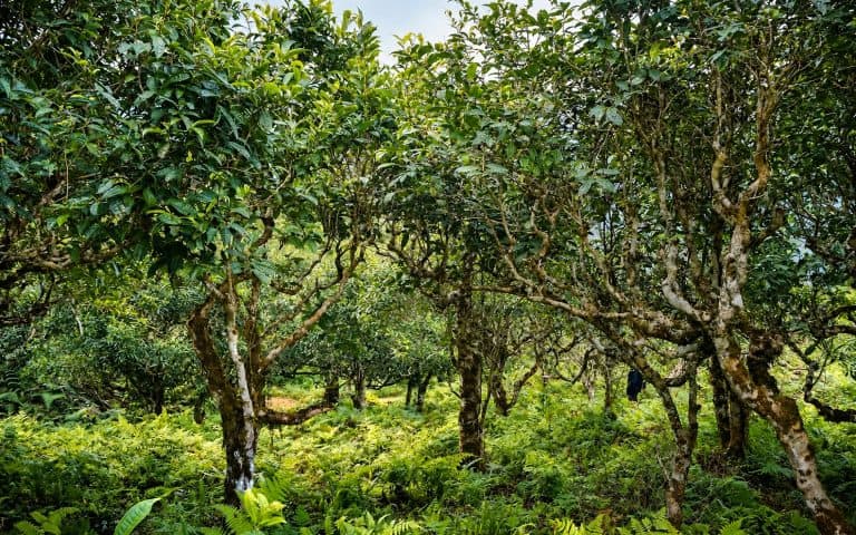 Old Snow Shan tea trees growing among ferns on the slopes of Tay Con Linh