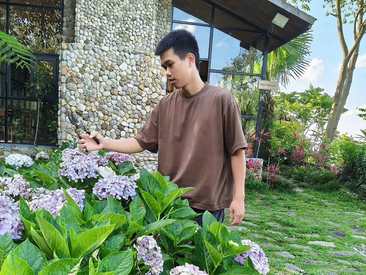 Phòng nghỉ TVPalm Ecolodge Hà Giang 31 Cắt tỉa cẩm tú cầu trong khuôn viên TVPalm Ecolodge