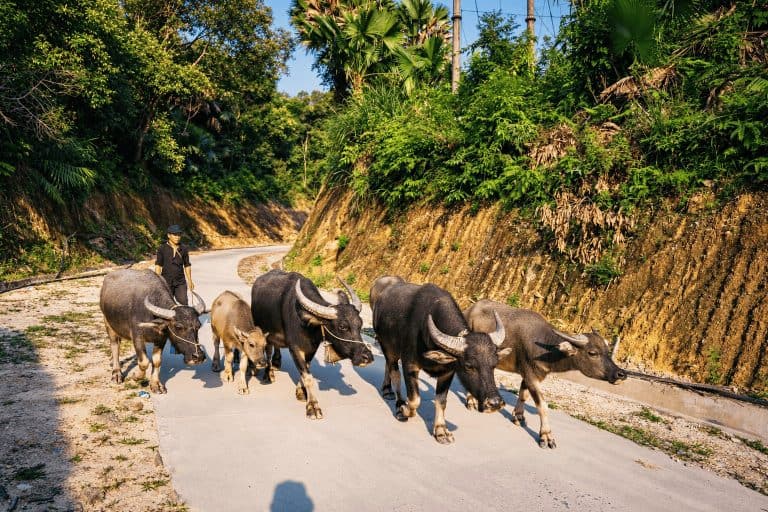 A herder walking his buffalo along a village road