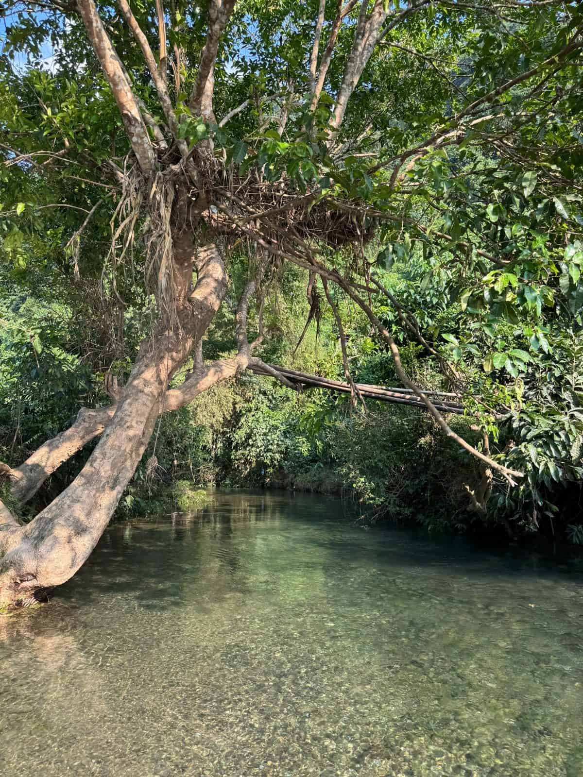Crystal-clear forest stream under old trees in Tung Ba, Ha Giang