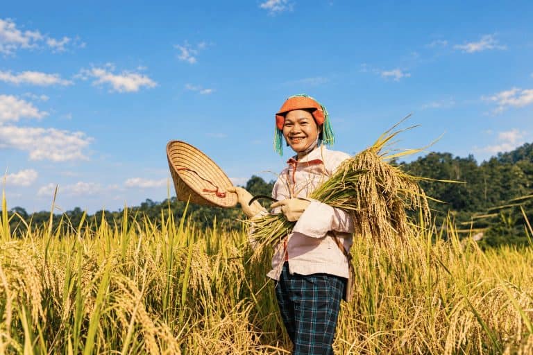 A Dao woman smiling during the rice harvest