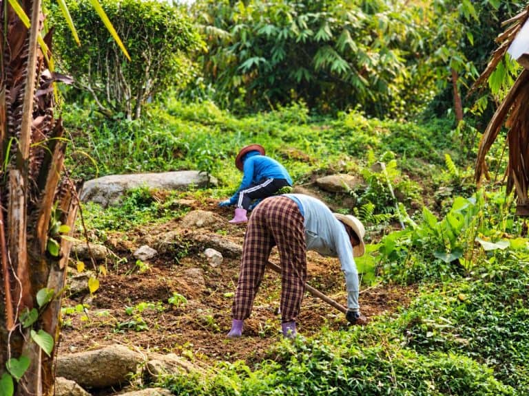 Two Dao women preparing new garden beds on the slope