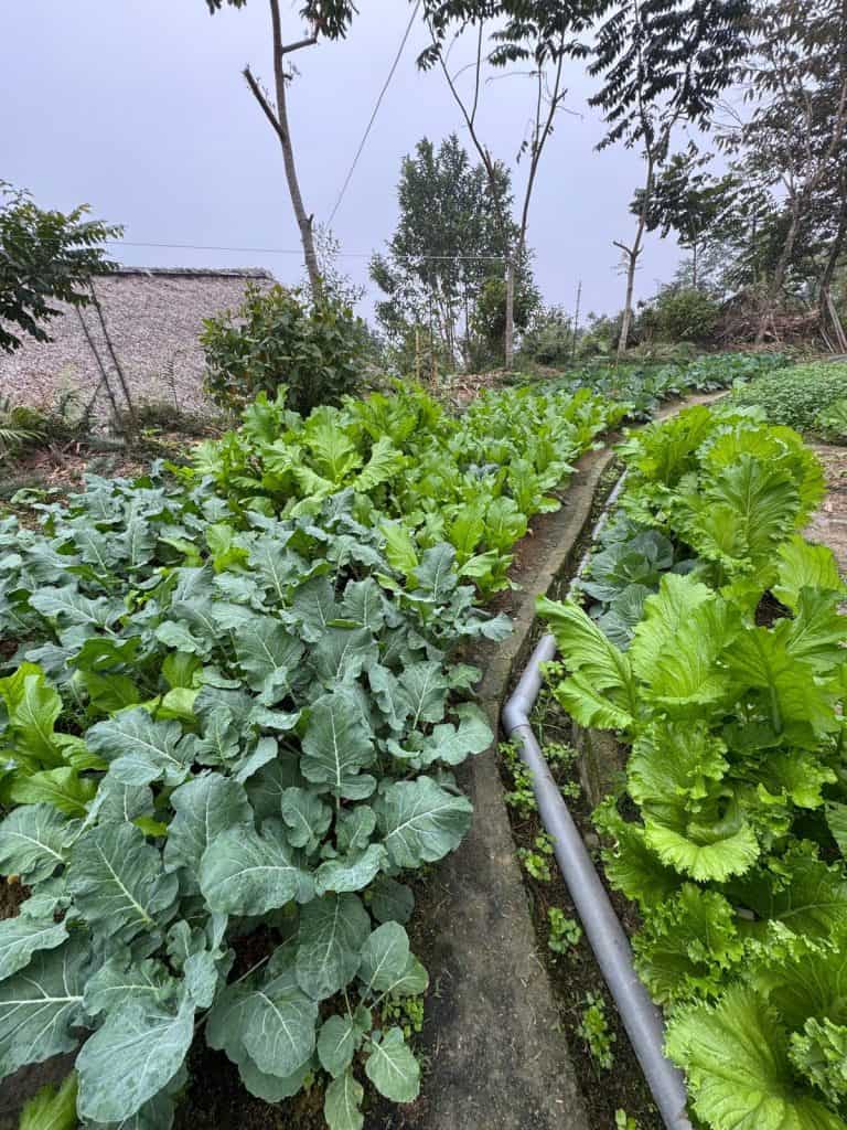 Kale and leafy greens on terraced beds in the TVPalm Eco Garden