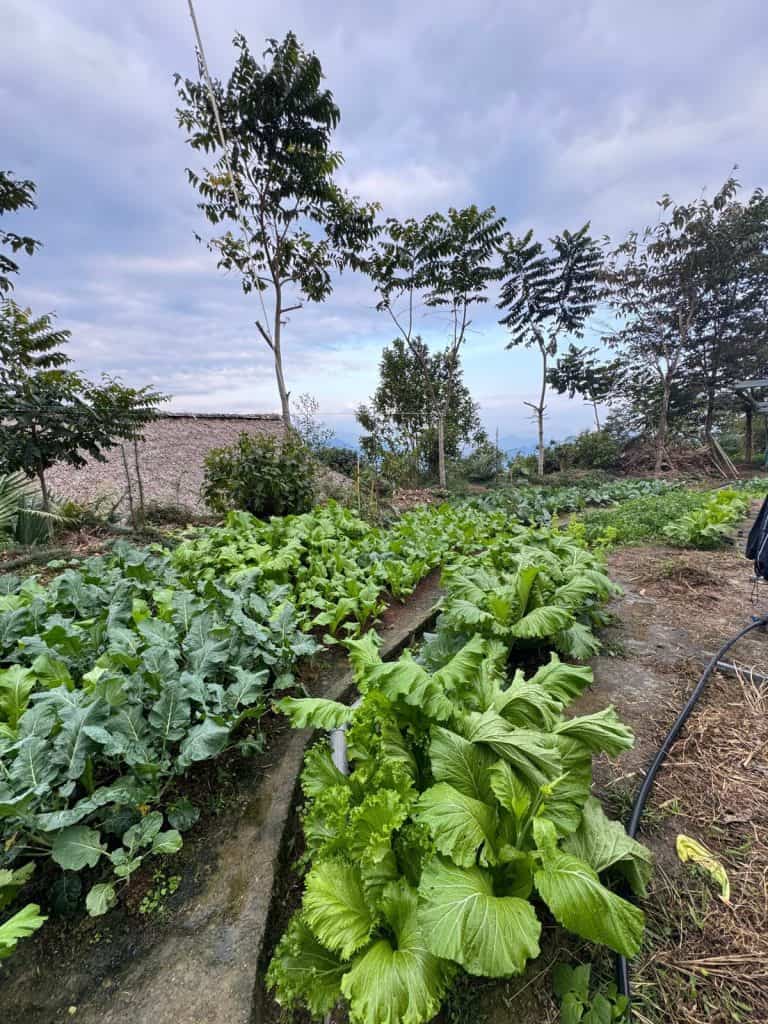 Rows of mustard greens and kale growing in the TVPalm Eco Garden