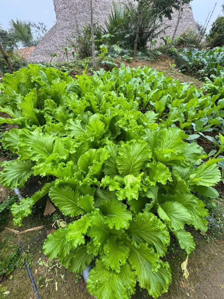 Fresh mustard greens ready for the TVPalm kitchen