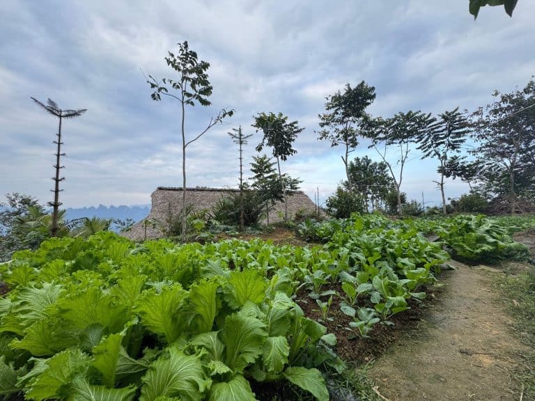 Vegetable beds in the TVPalm Eco Garden with a thatched house and karst mountains behind