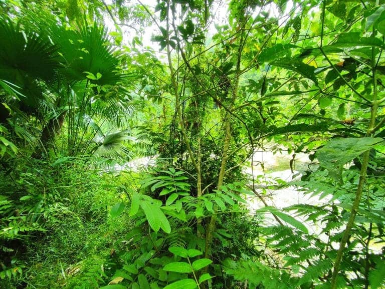 Fan palms and ferns crowding the forest trail above the Lung Vai stream