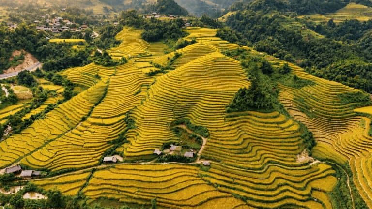 Golden rice terraces seen from above in the Ha Giang region