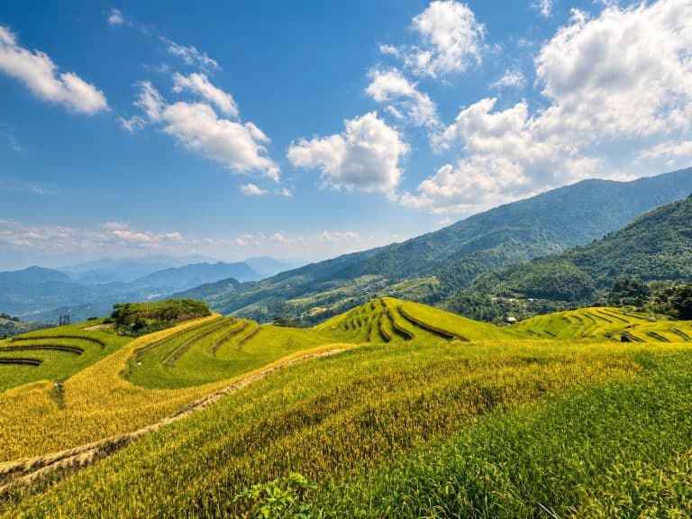 Golden rice terraces under a blue sky near Xa Phin